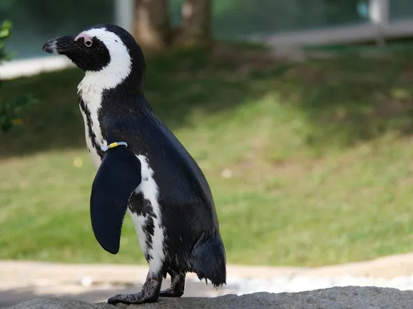 ケープペンギン横