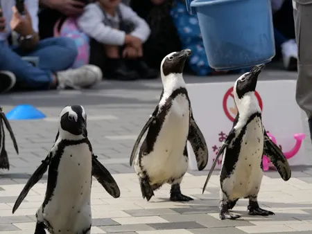 テクテクペンギン