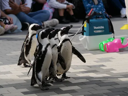 エサについていく4羽のペンギン