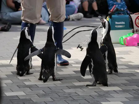 飼育員を囲む4羽のペンギン