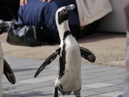 首をのばしたペンギン