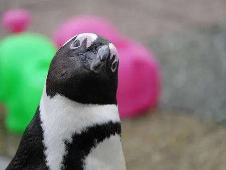 首を傾げたペンギン