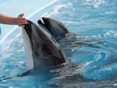 飼育員の手に触れるカマイルカ