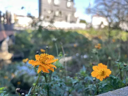 オレンジの花