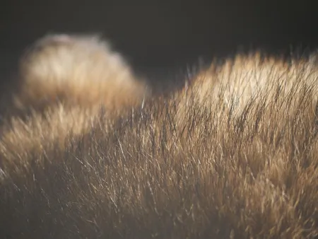 タヌキのふわふわ